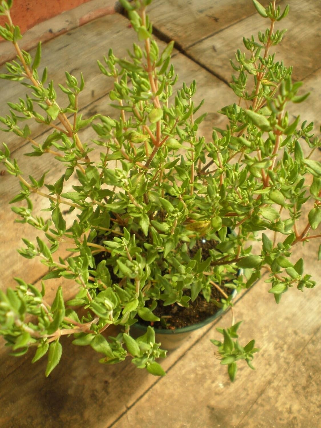 Organic HERB Thyme Thymus VULGARIS 1200 Seeds Easy to Grow