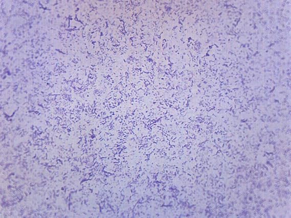 Typical Bacteria, Whole Mount - Prepared Microscope Slide - 75 x 25mm - Biology & Microscopy - Eisco Labs