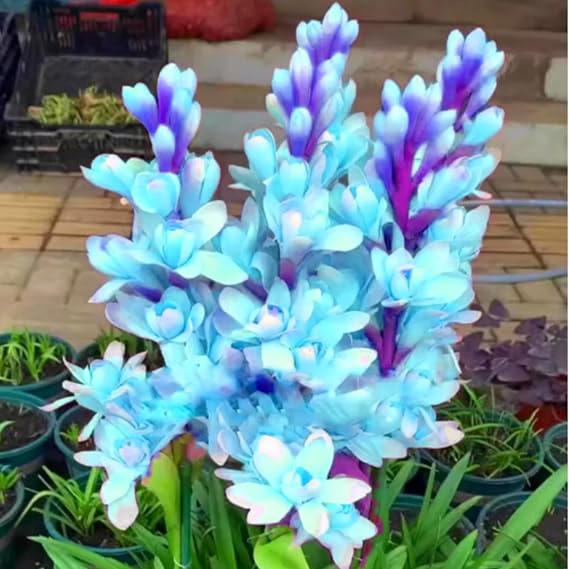 Radiant Tuberose Bulbs – Jumbo Fragrant Blooms for Holiday Displays – Easy-Grow Indoor Flowers, Perfect Decor-8 Bulbs-B