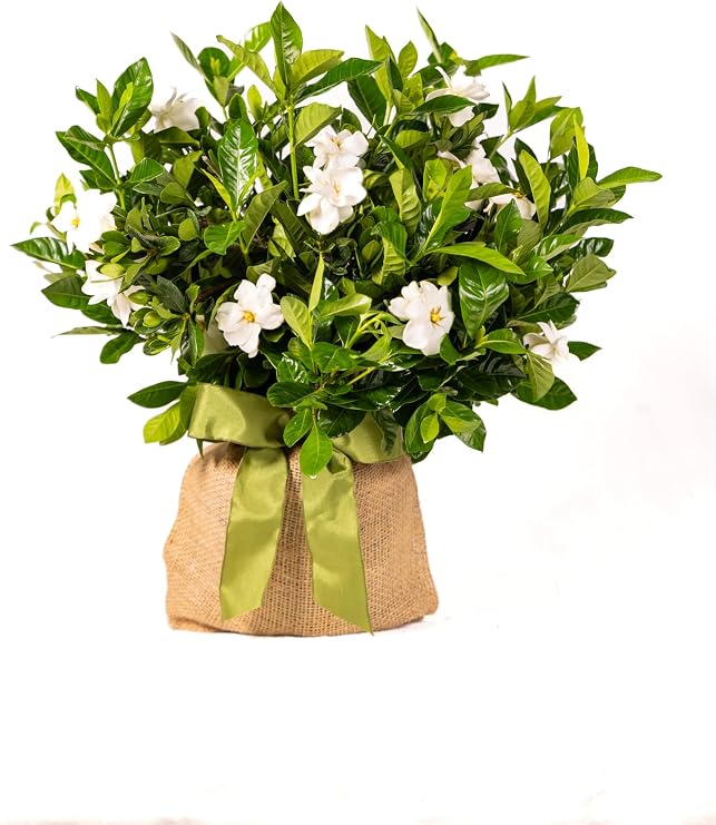 Gardenia Plant