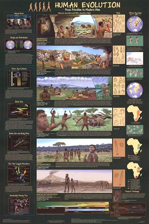 Human Evolution Educational Science Chart Poster 24 x 36in