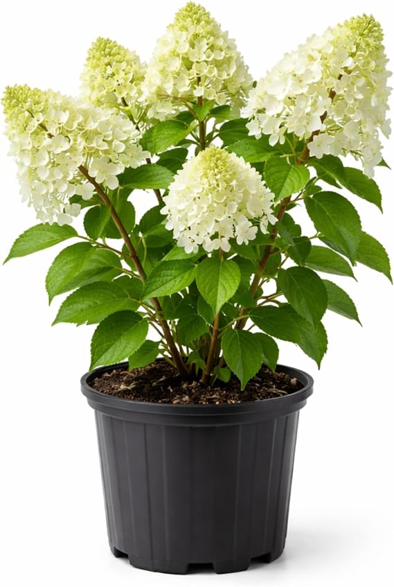 Dwarf Limelight Hydrangea |Compact Hydrangea Bush with Bright Green Blooms | Hardy Perennial Shrub for Garden & Landscape Decoration(2 Gallon)