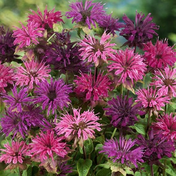20 + Bee Balm Mixed Flower Seeds by OrginBud
