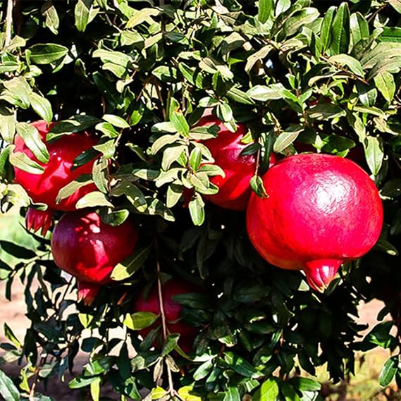 Excellent Display, Pomegranate Tree, Good for Containers, Greening Flower,Natural Organic-1 Root