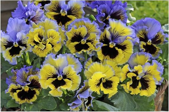 PREMIER SEEDS DIRECT - Pansy Winter Flowering - Frizzle Sizzle F1 - Yellow Blue Swirl - 25 Seeds