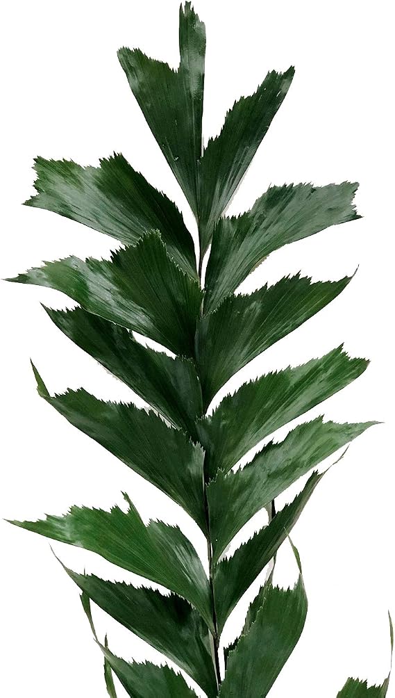 Bloomingmore | Floral Arrangements | Palm, Fish Tail | 40 Stems | Home, Office, Wedding Decor, DIY, Party Event, Housewarming, Teacher and Engagement