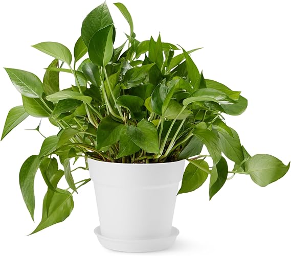 Amazon Basics Plant Pot with Drainage Holes and Saucer, Plastic Flower Pots for Indoor and Outdoor, 20.1 x 17.0 cm, White, 1-Pack