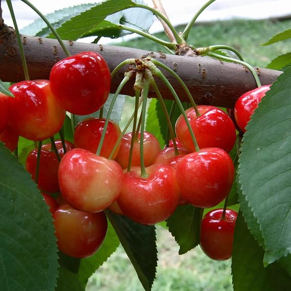 Rainier Cherry Seeds Sweet Cherry Creamy White, Juicy, and Firm Flesh Good Source of Vitamins Outdoor 5Pcs Fruit Seeds by YEGAOL Garden