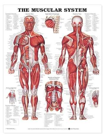 The Muscular System Giant Chart