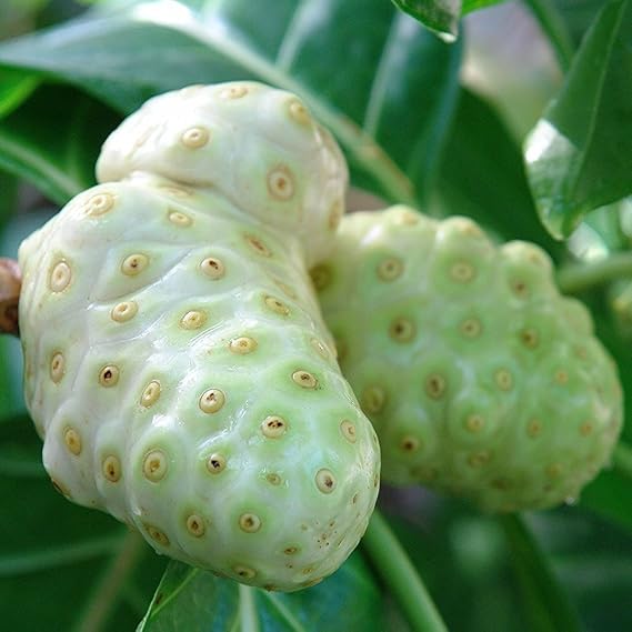 Noni Tree Seeds (Morinda Citrifolia) Packet of 10 Seeds