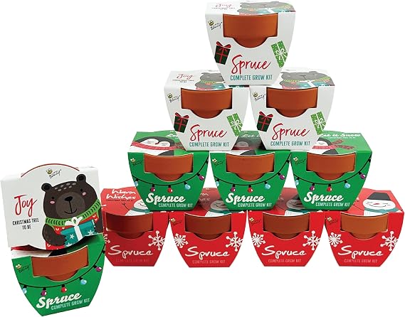 BUZZY Seeds Holiday Spruce Grow Kit 12-Pack, Terracotta Pots, Tree Gift