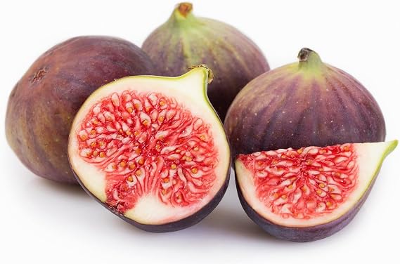 Chicago Hardy Fig Fruit Tree Premium Size