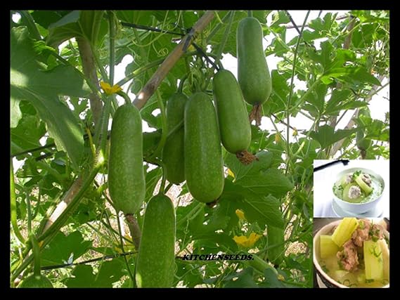 20+Seeds Hairy Gourd Seeds,Winter Melon,Fuzzy Chinese Squash, Mao Gua (Bi Dao) by Viablekitchenseeds.