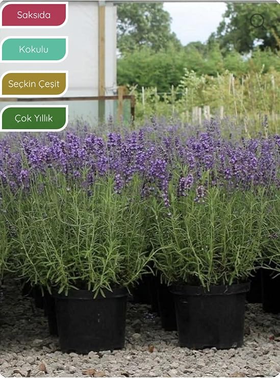 Gardenbox Lavanta Fidanı İngiliz Lavandula angustifolia Hidcote, Saksıda, Kokulu, Çiçek Açan, Çalı