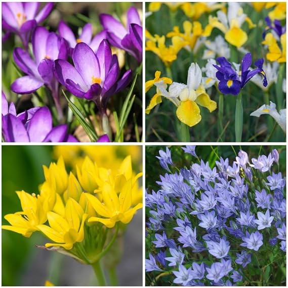 Spring Harmony Collection 100 Bulbs – Colourful Mixed Spring Bulbs by T&M