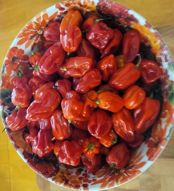 Zozoma Farms Fresh Red Habanero Chili Peppers 3 lb hot and spicy with vitamin C and potassium packed in butcher paper