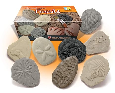 Yellow Door Let's Investigate Fossil Stone, Pack of 8