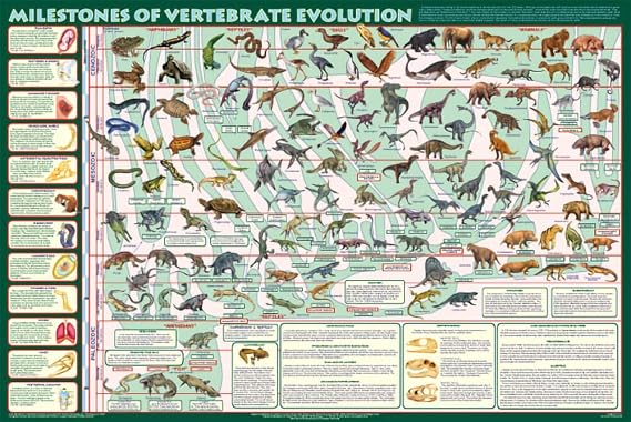 Feenixx Milestones of Vertebrate Evolution - Educational Poster - 36" x 24"