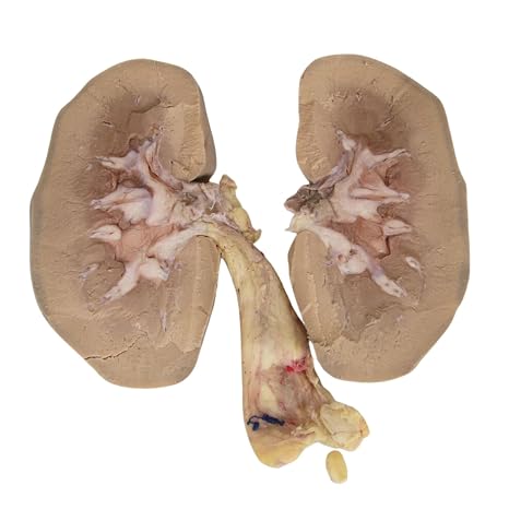 Anatomy Lab Preserved Pig Kidney Specimen, Plain Injection