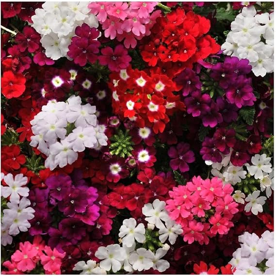 PREMIER SEEDS DIRECT - Trailing Verbena Mix - 420 Seeds - Verbena PENDULA - Annual Flower