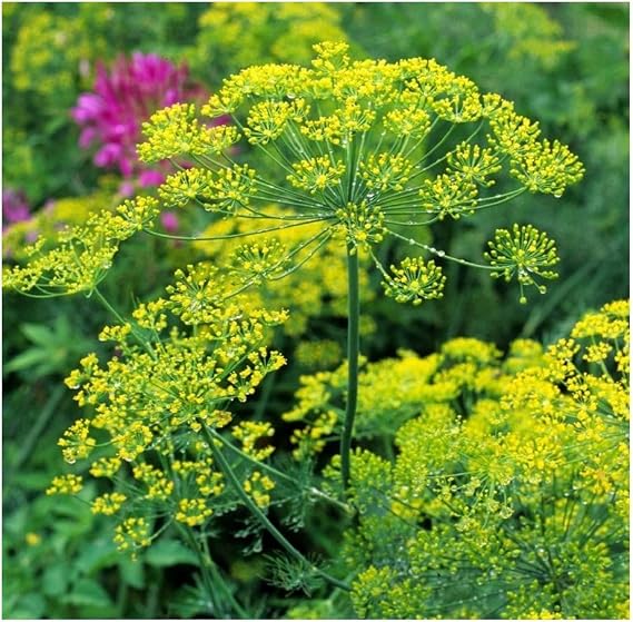 PREMIER SEEDS DIRECT - HERB Seeds - Dill Bouquet - 3000 Seeds