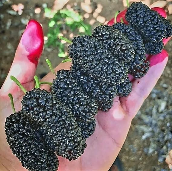 Black Mulberry Fruit Tree Seeds, 200 Count