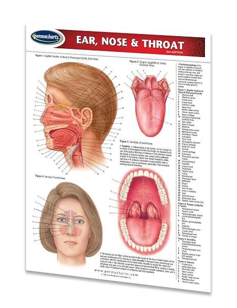 Ear, Nose & Throat Guide - Medical Quick Reference Guide by Permacharts