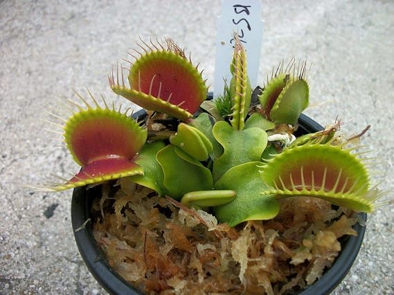 Large Sized B52 Giant Venus Flytrap (Fly Trap Carnivorous Plants) Dionaea - 3" Net Pot