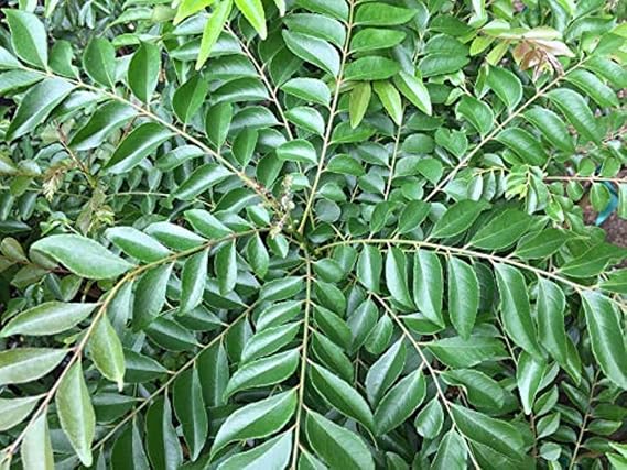 Curry Leaf Tree (Murraya Koenigii) - Starter Plant by Thai Greenhouse