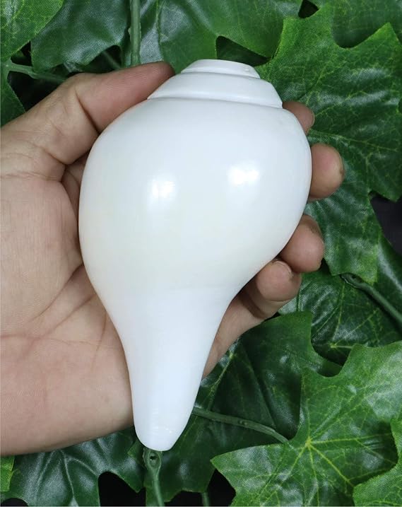 ASHIRWAD Genuine Blowing Shankh Vamavarti Dattatreya - Conch Shells - Puja Ritual - Plain Pooja Shankh - Shankhnaad (5.30 inches)