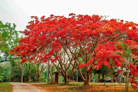 20 Seeds Delonix regia - Royal Poinciana Flamboyant Flame Tree