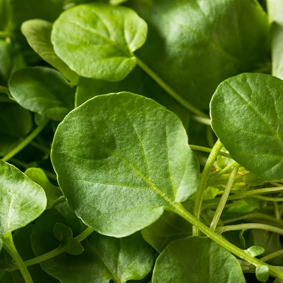 PREMIER SEEDS DIRECT - HERB Seeds - American Land CRESS - 7 Grams
