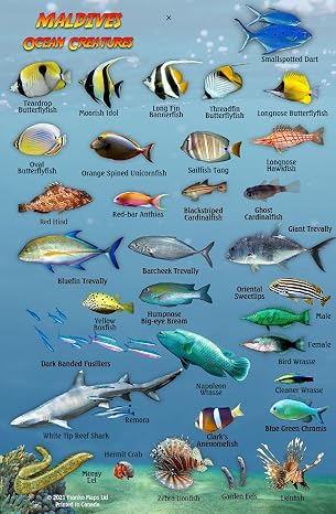 Maldives Ocean Creatures Waterproof Fish Identification Card 4x6