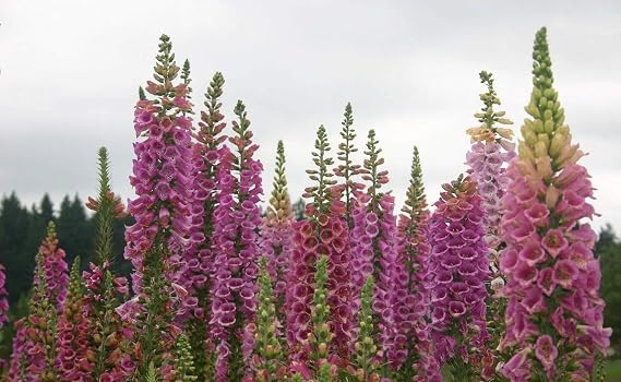 5000 Foxglove Flower Seeds Digitalis Purpurea Lady's Glove Mixed Colors, TGW-FOXX18988