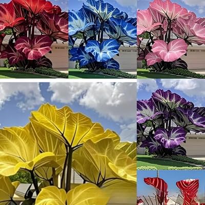 100 Pcs Mixed Colocasia Seeds for Planting,Grow Easily Elephant Ears Plant, Great Gift for Hosta Plant Lovers, Indoor Pots & Outdoor Gardens, Bold Foliage for Landscaping & Decorative Planting