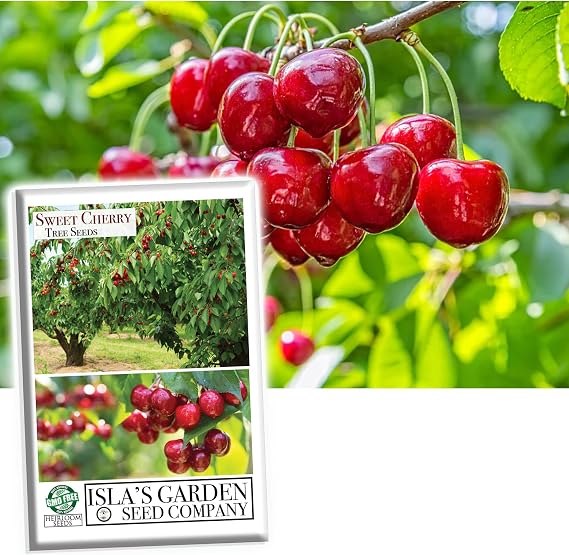Sweet Cherry Fruit Tree Seeds, 20 Fruit Seeds Per Packet, (Isla's Garden Seeds), Non GMO & Heirloom Seeds, Botanical Name: Prunus avium, Great Home Garden Gift
