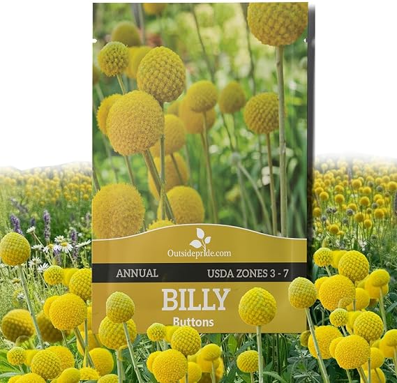 Outsidepride Billy Button Craspedia Globosa Seeds - 2000 Pcs Perennial, Hardy & Drought Tolerant, Flower Seeds for Planting w/Yellow Spherical Blooms, Ideal for Cut Flower & Pollinator Gardens