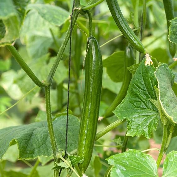 PREMIER SEEDS DIRECT - Cucumber - Telegraph - 40 Finest Seeds (Greenhouse)