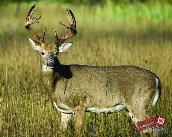 Whitetail, Large 48" x 40" DM422