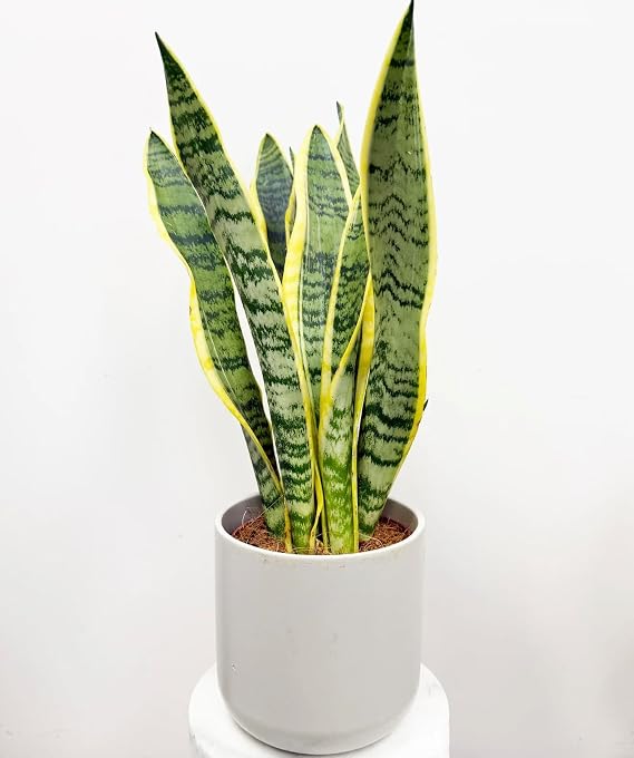 45cm Sansevieria Trifasciata Snake Indoor House Plant Laurentii Easy Care Low Light 14cm Pot
