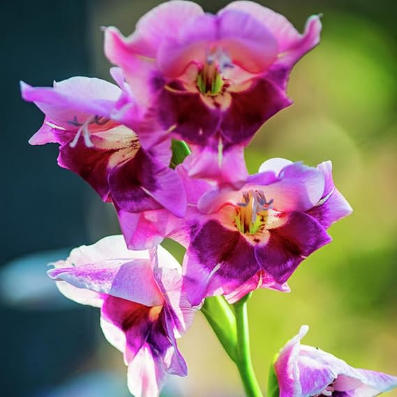 Gladiolus Bulbs.Strong Plants That Grow Well Mix Golden Jade Carving Feels Beautiful.NVNJHJN.-3 Bulbs-B
