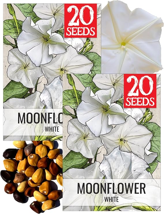 Seed Needs Moonflower Seeds to Plant Annual White Vining Flowers 2 Packs
