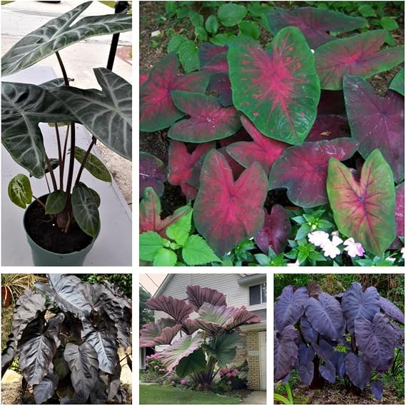 Elephant Ears Bulbs.Colocasia gigantea Bulbs.Strong Plants That Grow Well Mix Golden Jade Carving Feels Beautiful./NVNJHJN.-3 Bulbs-A