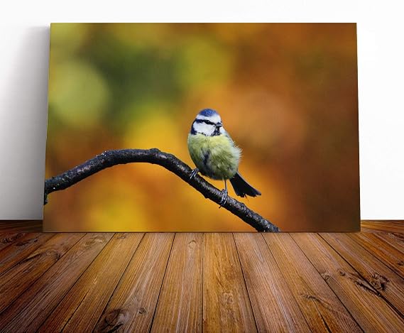 Blue Tit Canvas Wall Art Print 20x14 Inch
