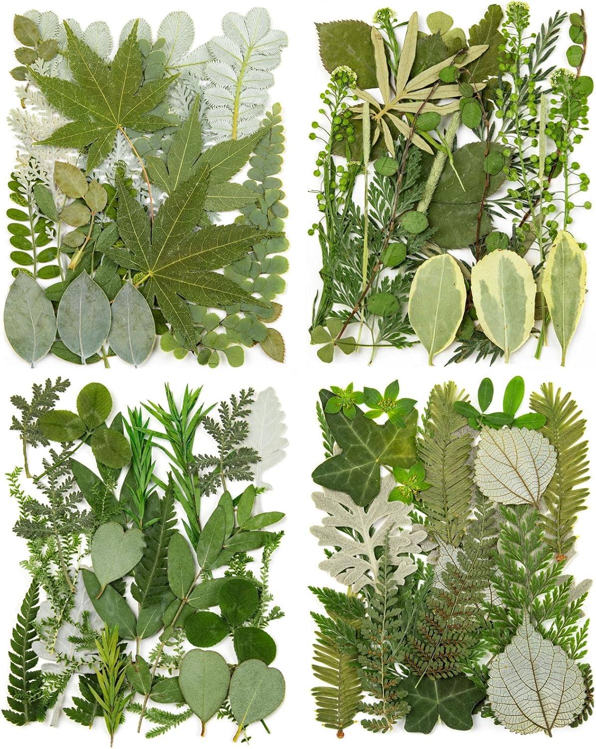 113Pcs Real Pressed Dried Leaves for Resin, 34 Styles Natural Dry Leaf for DIY Crafts, Green Dried Leaves for Epoxy Molds Jewelry, Candle, Bookmarks,Soap Making, Card Scrapbook