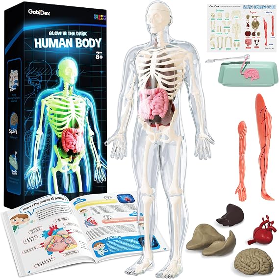 GobiDex Human Body Skeleton Model Kit, Glow in The Dark Science Kit for Kid