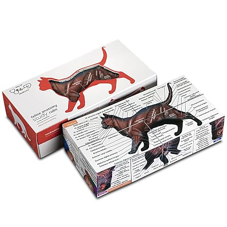 Feline Anatomy Study Cube 3D Cat Learning Model with Muscles, Skeleton & Organs | Foldable Cat Anatomy Study Cube for Vet Students, Teachers & Animal Lovers
