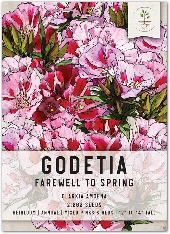 Seed Needs Godetia Seeds to Plant Clarkia Flowers/Wildflowers 1 Pack