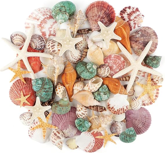 Jangostor Sea Shells Mixed Ocean Seashells, 3-9CM Various Sizes Beach Seashells and Natural Starfish for Vase Fillers Fish Tank Beach Themed Party Home Wedding Decorations DIY Crafts