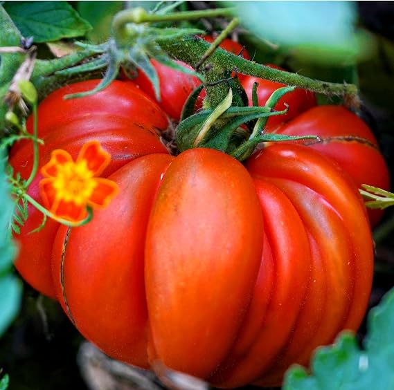 80 Marmande Beefsteak Tomato Seeds – Solanum lycopersicum – French Heirloom with Large Juicy Red Fruits – Semi-Bush – Free Plant Tag